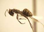 Camponotus 67 lateral