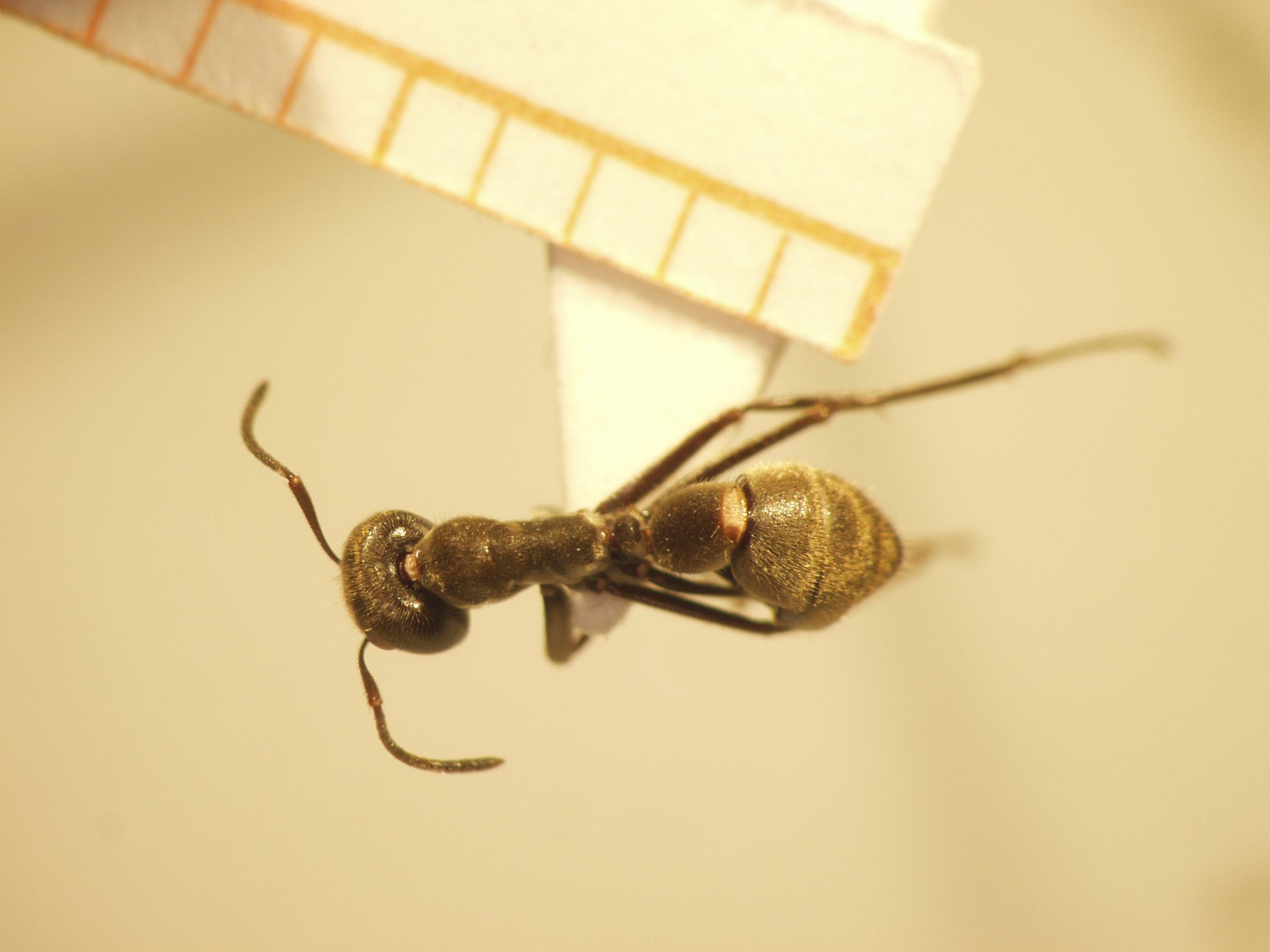 Camponotus 67 dorsal