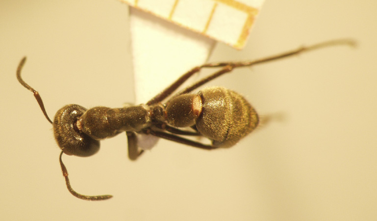 Camponotus 67 dorsal