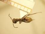 Camponotus 67 dorsal