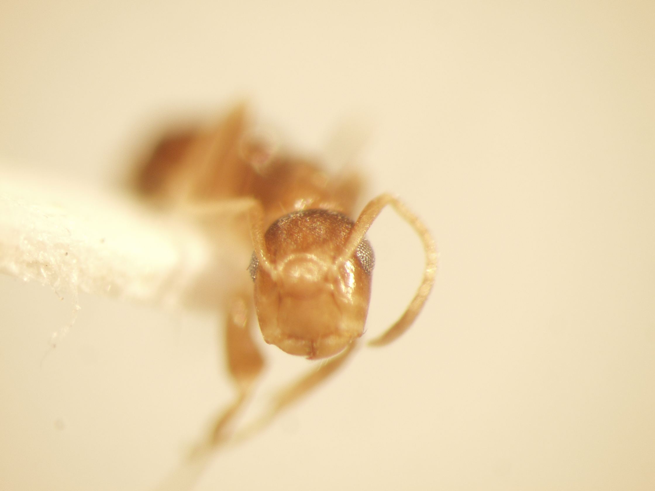 Camponotus 68 frontal