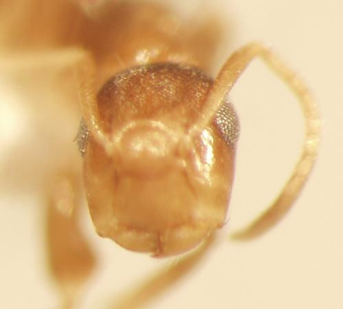 Camponotus 68 frontal