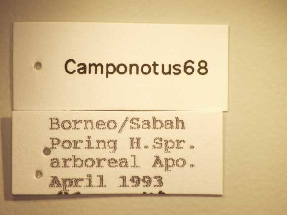 Camponotus 68 Label