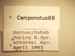 Camponotus 68 Label