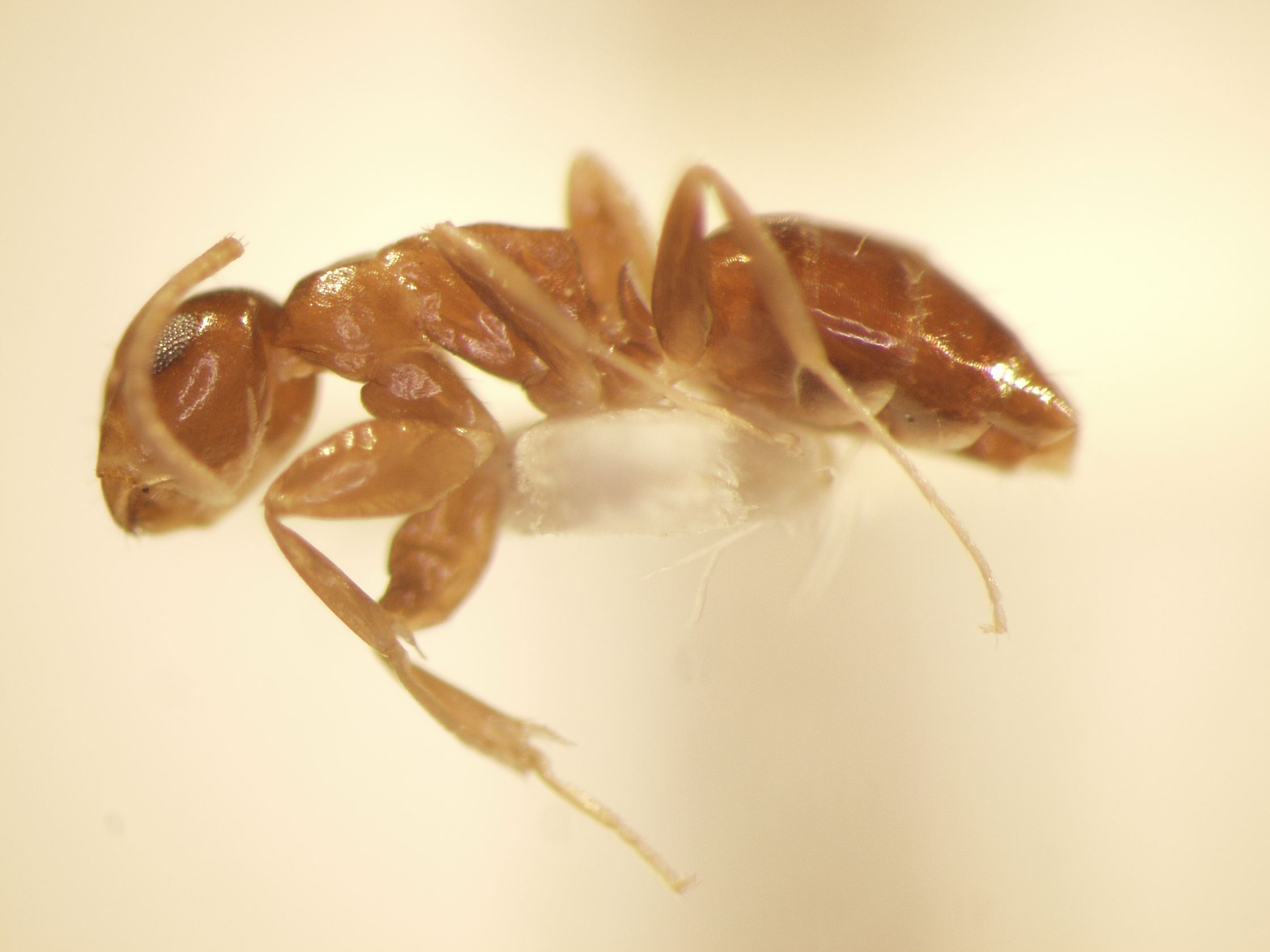 Camponotus 68 lateral