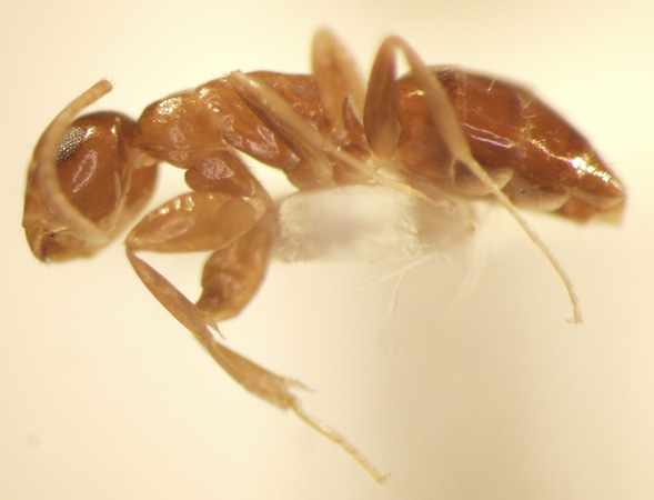 Camponotus 68 lateral