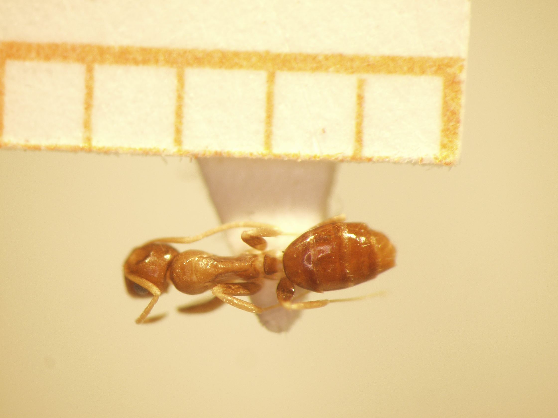 Camponotus 68 dorsal