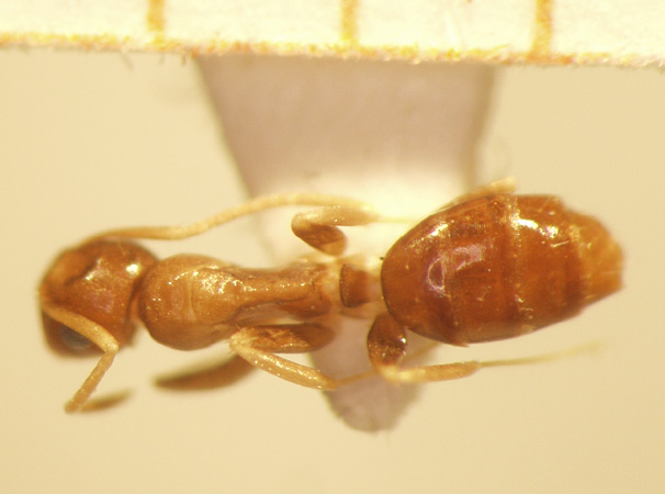 Camponotus 68 dorsal
