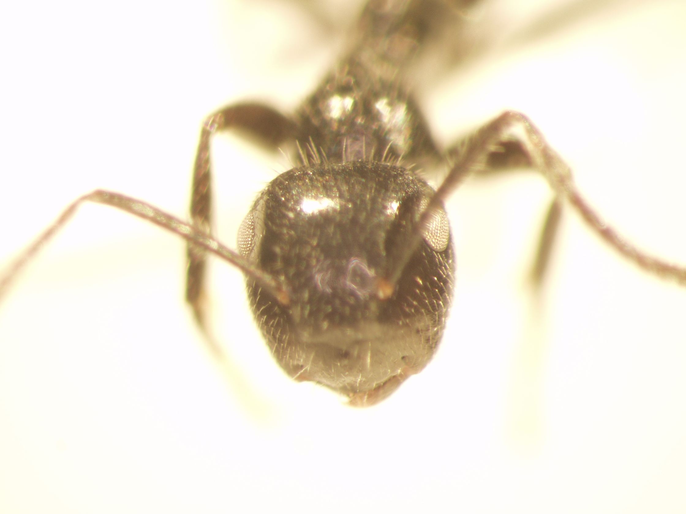 Camponotus 69 frontal