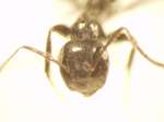 Camponotus 69 frontal