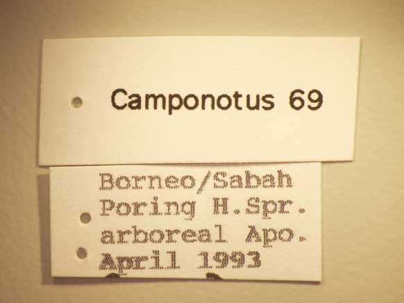 Camponotus 69 Label