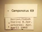 Camponotus 69 Label
