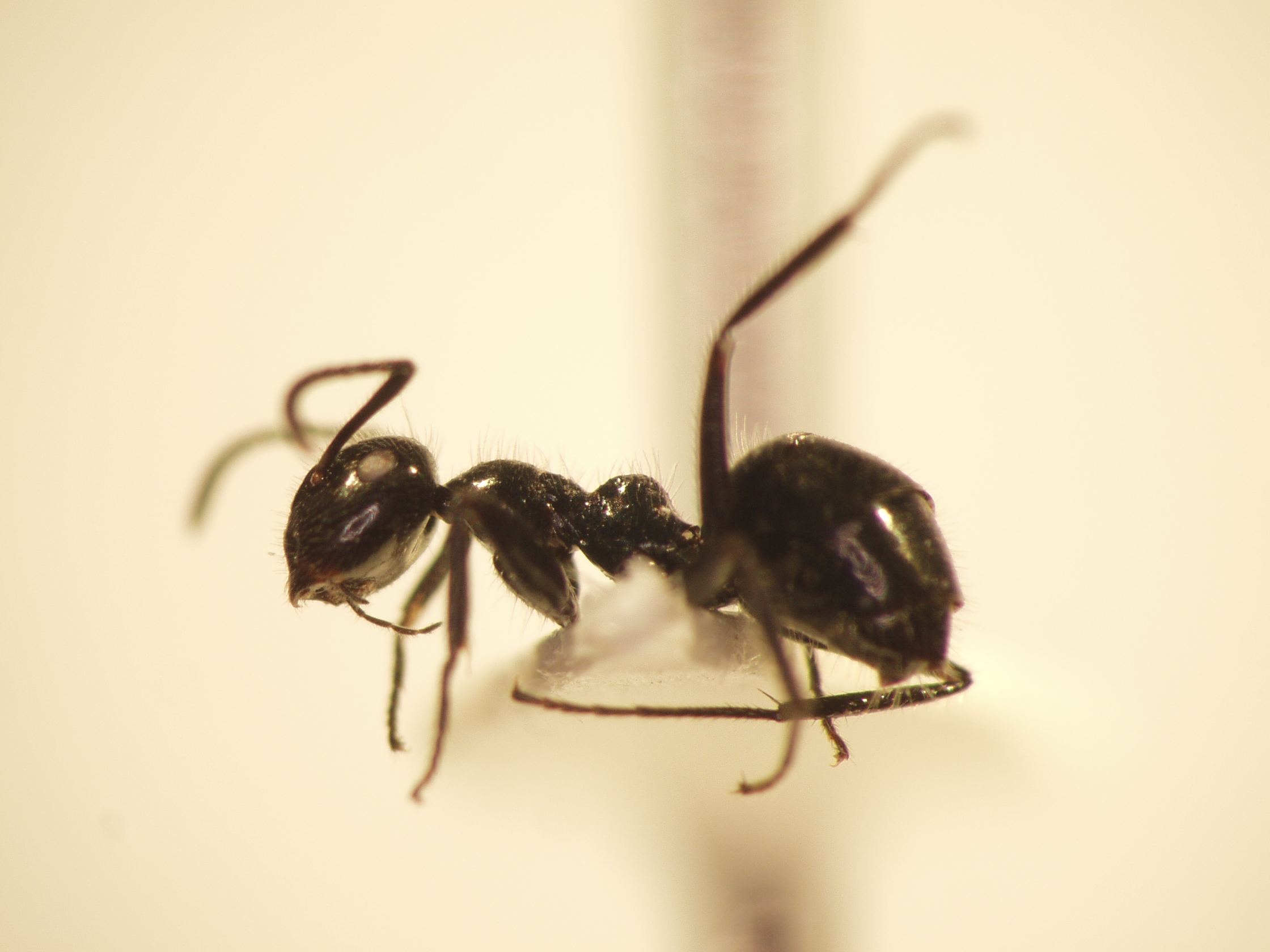 Camponotus 69 lateral