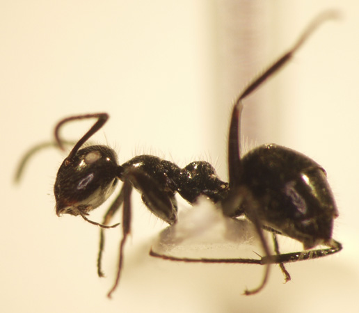 Camponotus 69 lateral