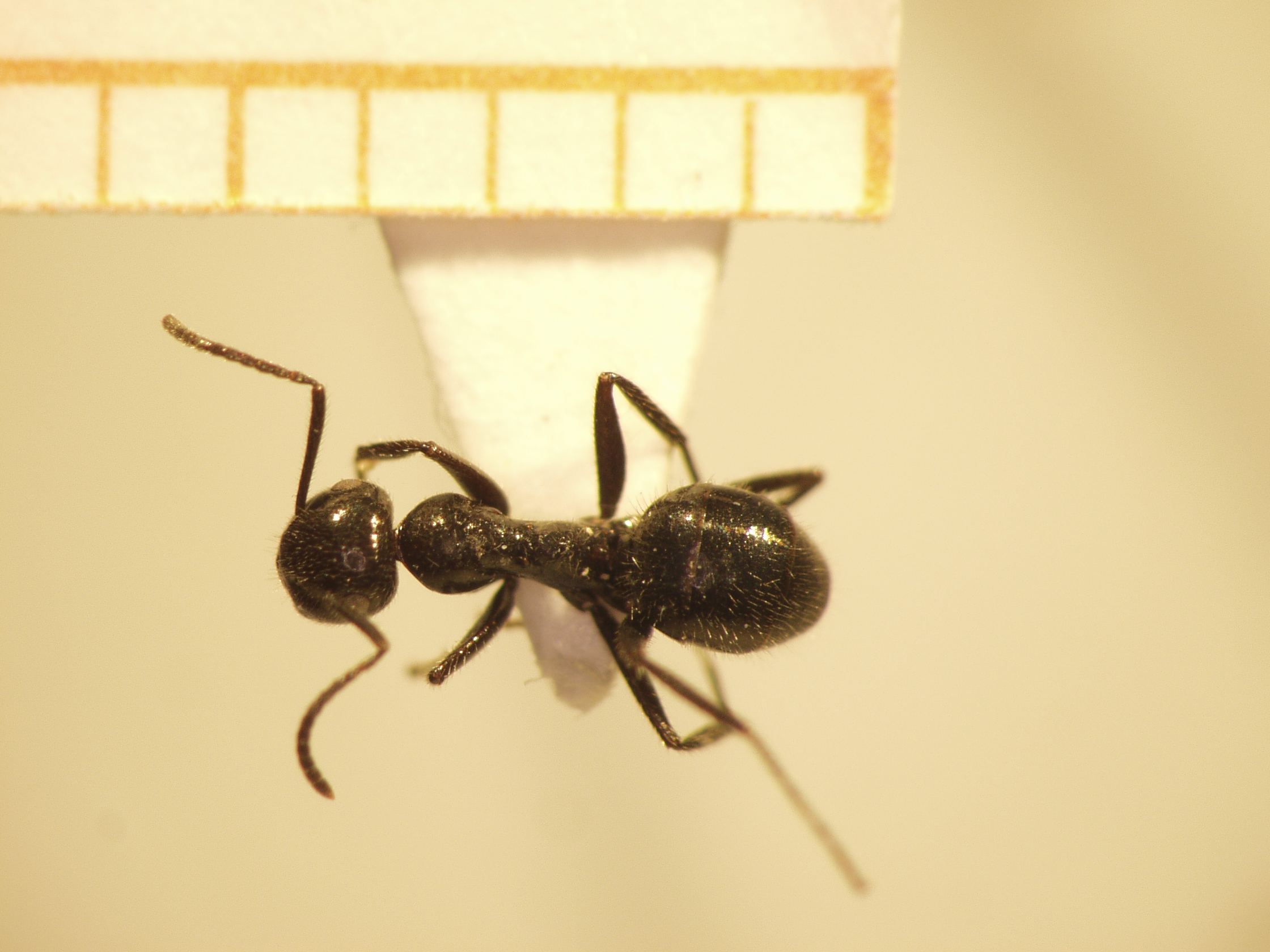 Camponotus 69 dorsal