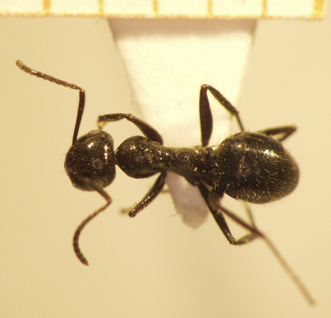 Camponotus 69 dorsal
