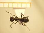 Camponotus 69 dorsal