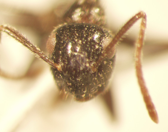 Camponotus 7 frontal