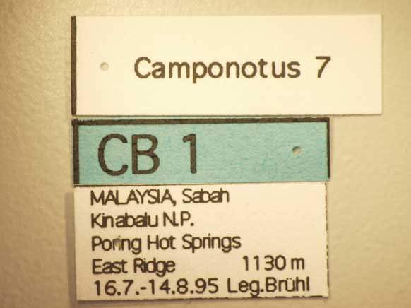 Camponotus 7 Label