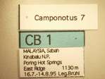 Camponotus 7 Label