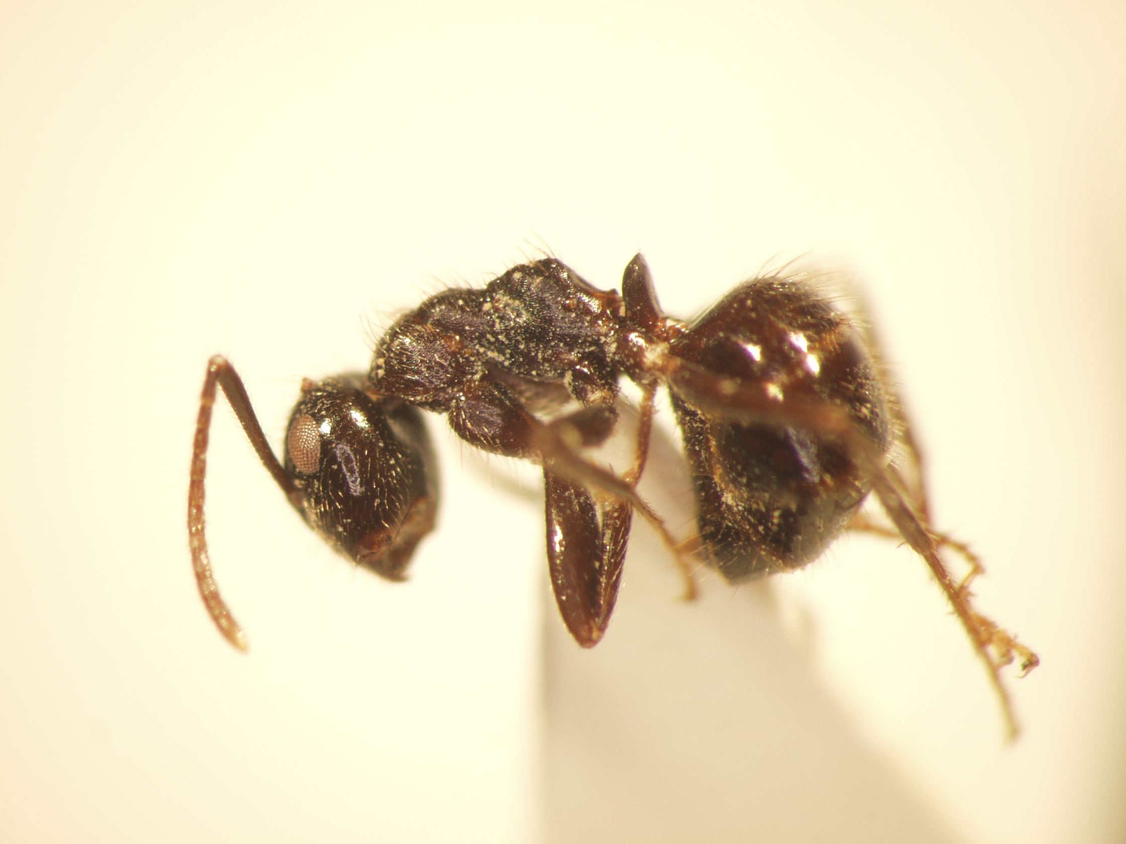 Camponotus 7 lateral