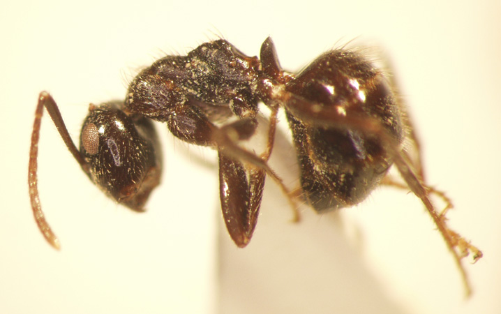 Camponotus 7 lateral