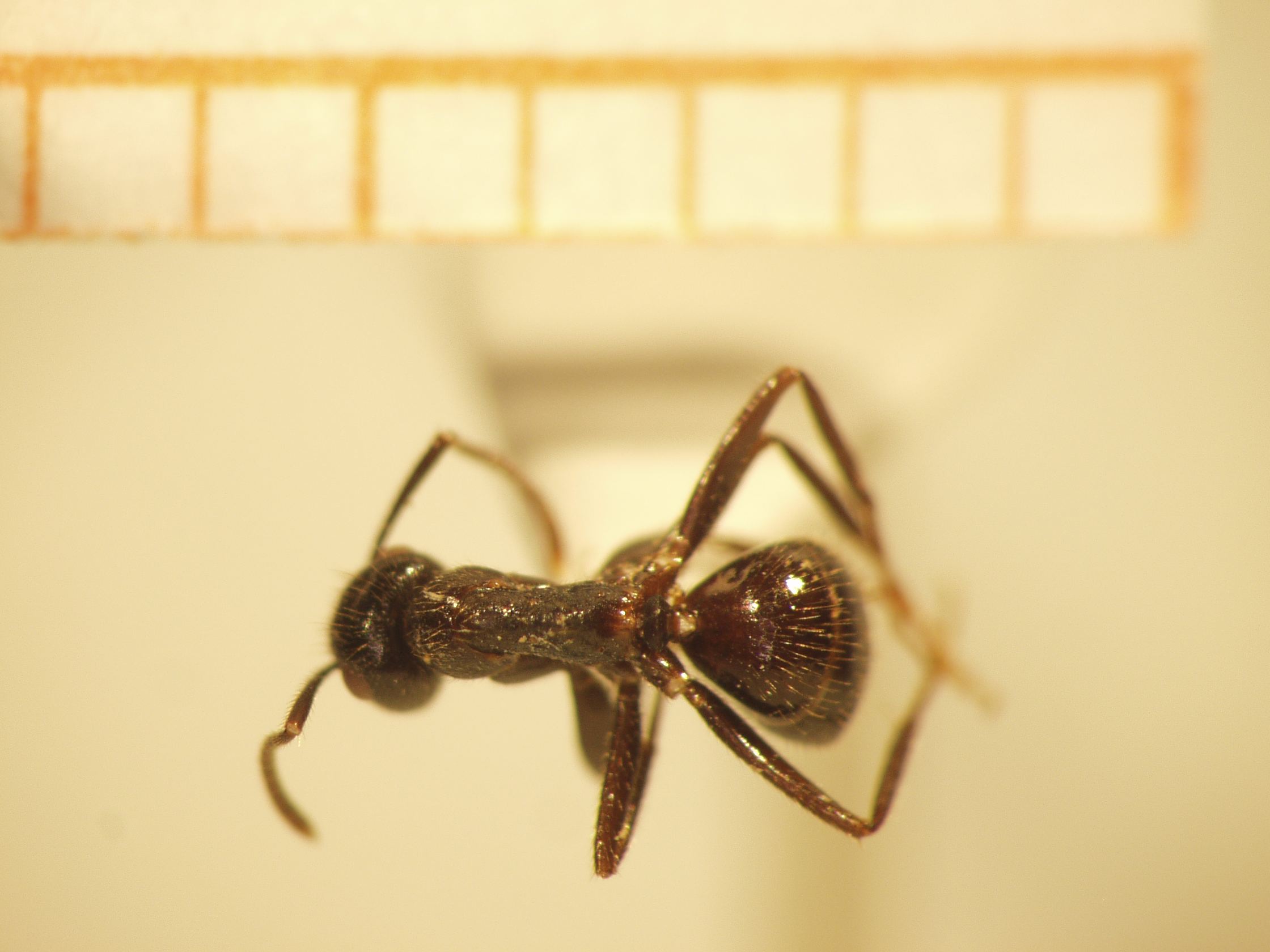 Camponotus 7 dorsal