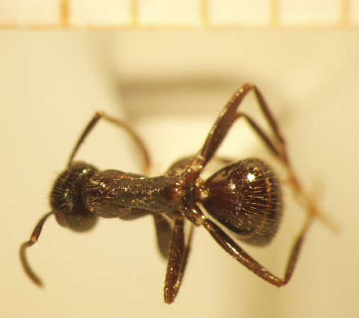Camponotus 7 dorsal