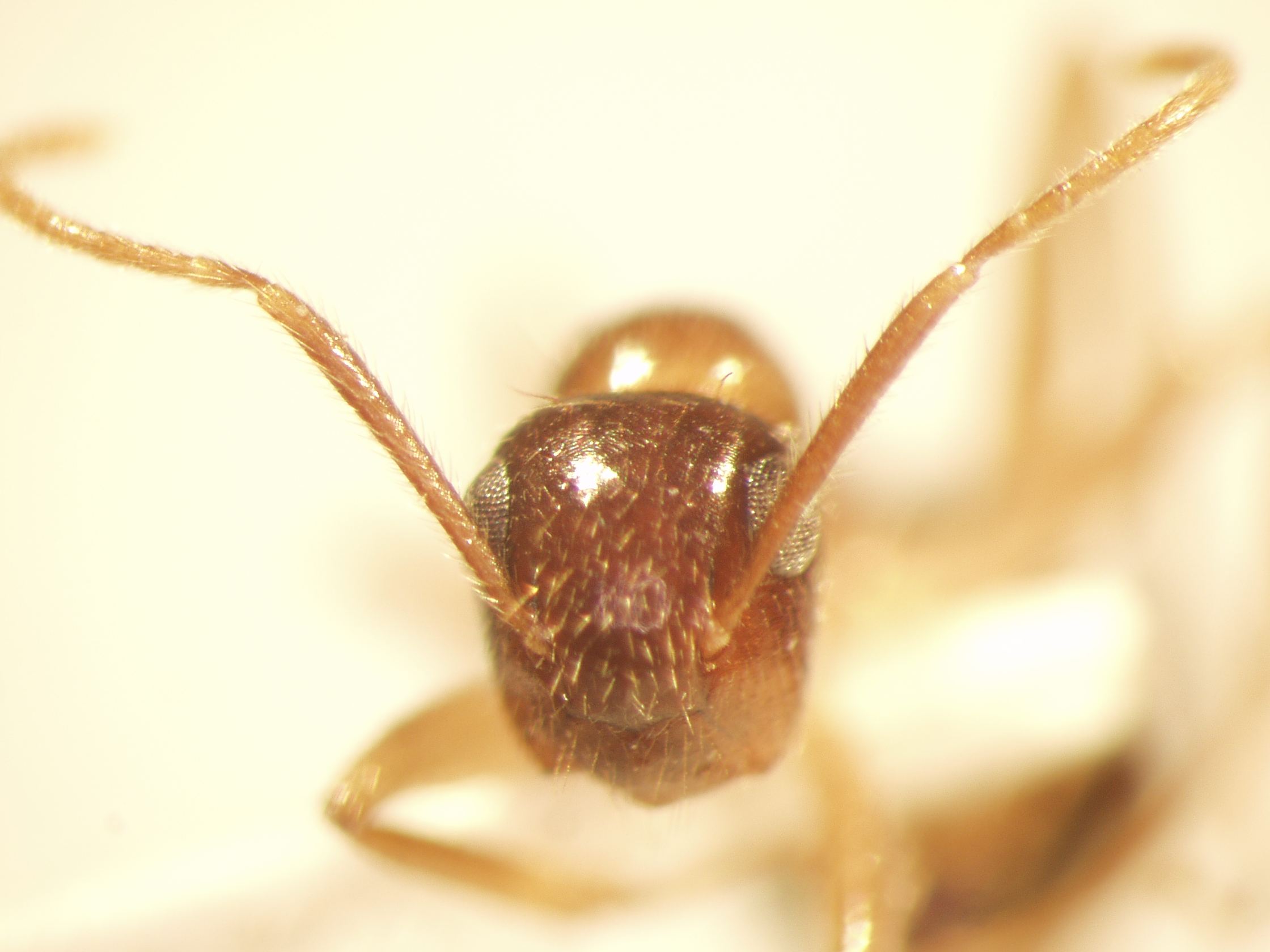 Camponotus 70 frontal