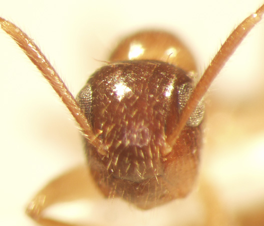 Camponotus 70 frontal