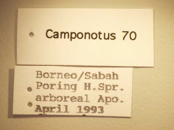 Camponotus 70 Label