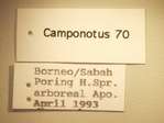 Camponotus 70 Label