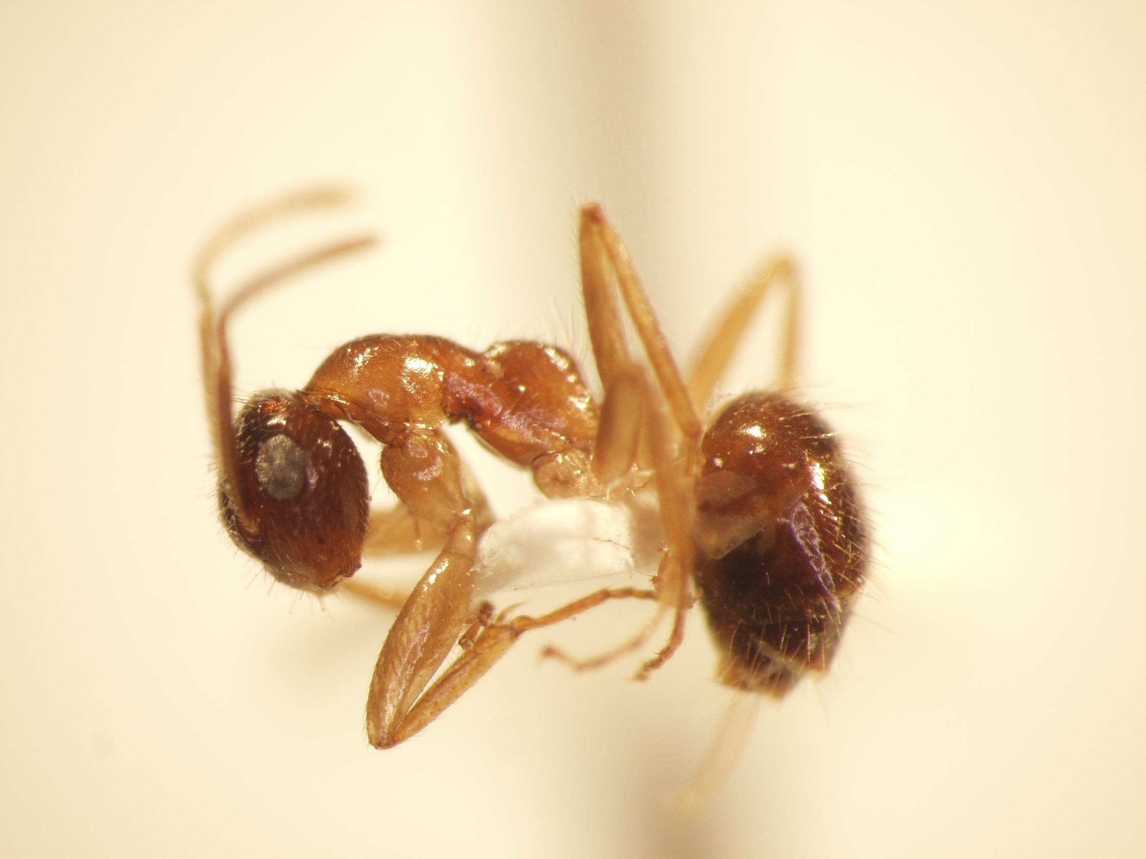 Camponotus 70 lateral