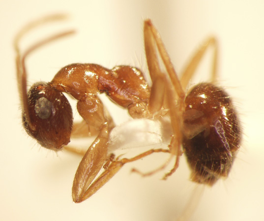 Camponotus 70 lateral