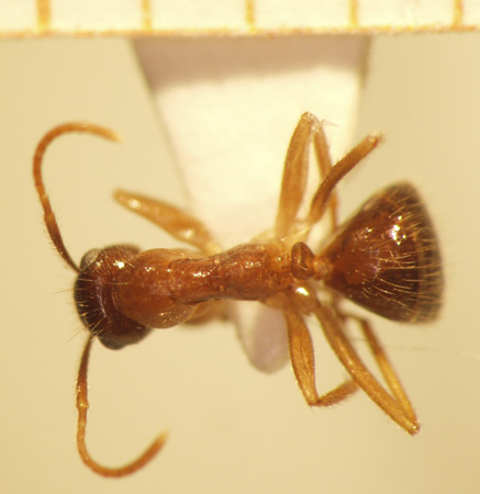 Camponotus 70 dorsal