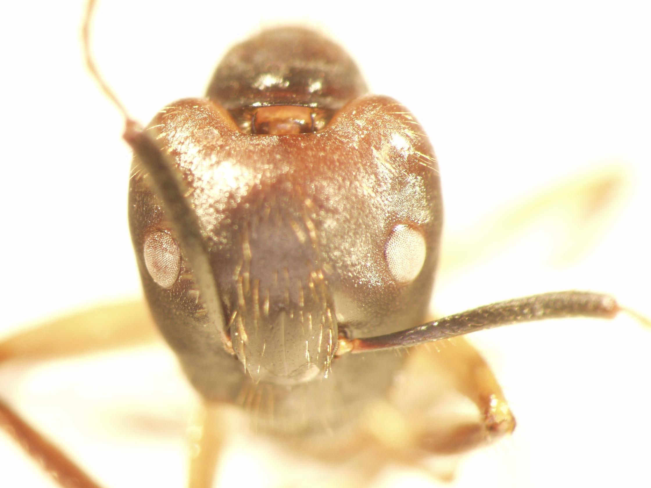 Camponotus 72 frontal