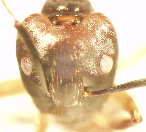 Camponotus 72 frontal