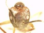 Camponotus 72 frontal