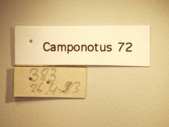 Camponotus 72 Label