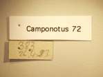 Camponotus 72 Label