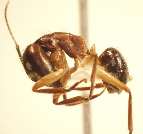 Camponotus 72 lateral