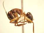 Camponotus 72 lateral