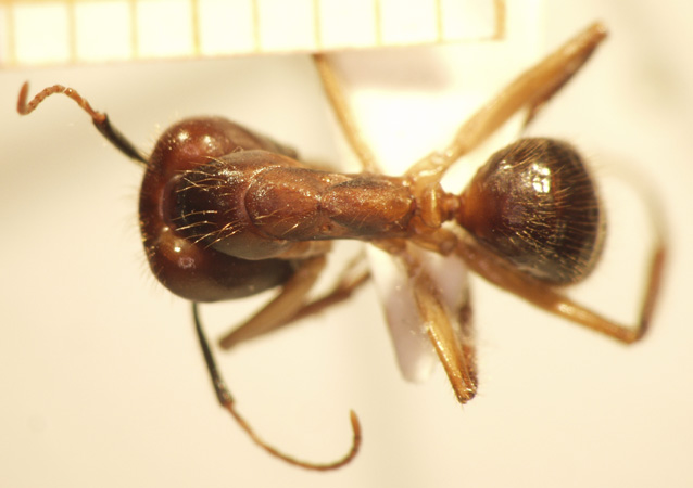 Camponotus 72 dorsal