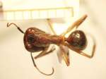 Camponotus 72 dorsal