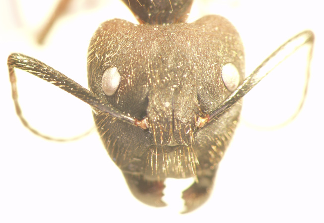 Camponotus 73 frontal