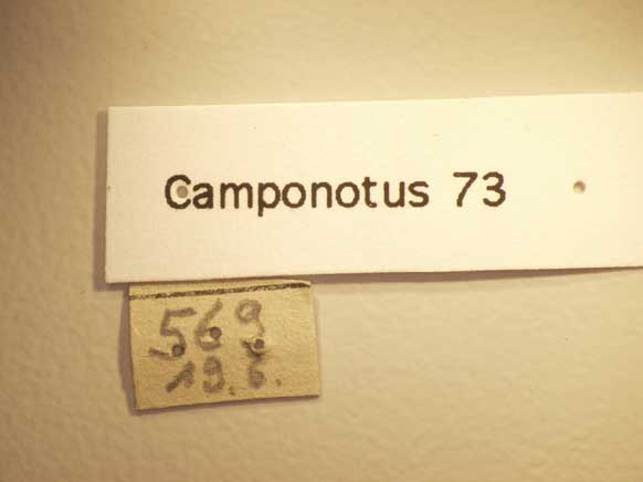 Camponotus 73 Label