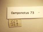 Camponotus 73 Label