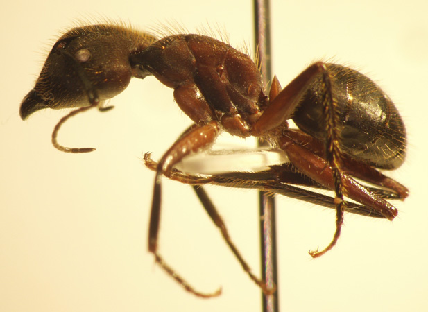 Camponotus 73 lateral