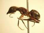 Camponotus 73 lateral