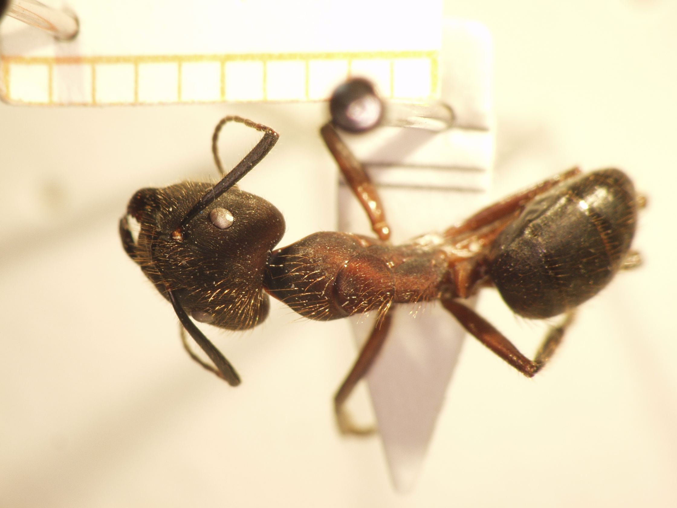 Camponotus 73 dorsal